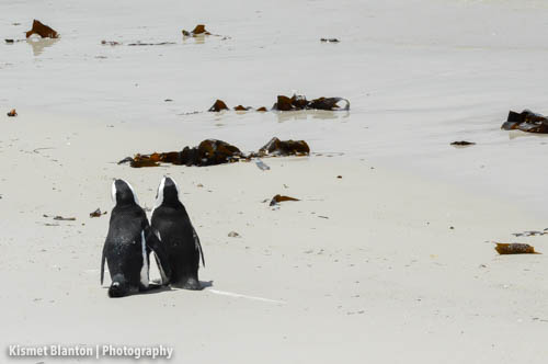 Cape Town (15 of 33)