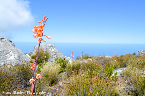 Cape Town (23 of 33)