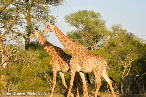 Nottens Bush Camp (104 of 150)
