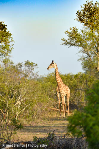 Nottens Bush Camp (105 of 150)