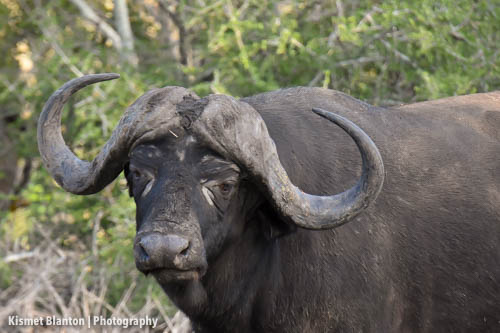 Nottens Bush Camp (108 of 150)