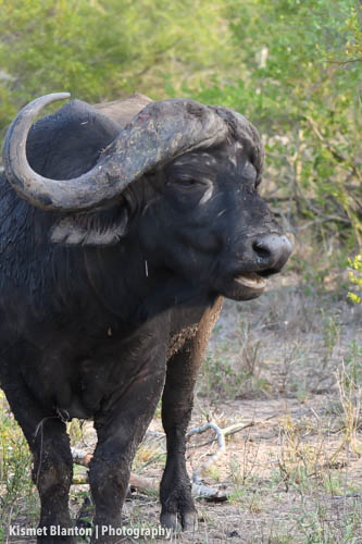 Nottens Bush Camp (109 of 150)