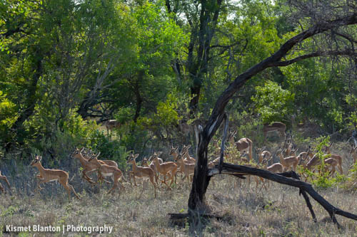 Nottens Bush Camp (114 of 150)
