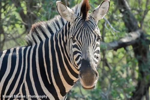 Nottens Bush Camp (118 of 150)