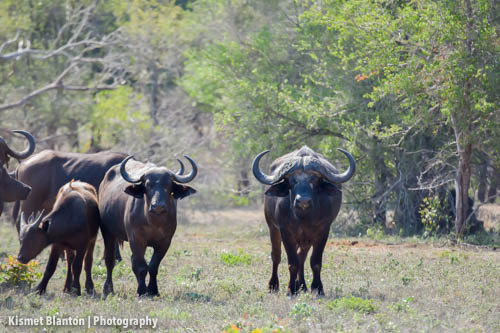 Nottens Bush Camp (123 of 150)