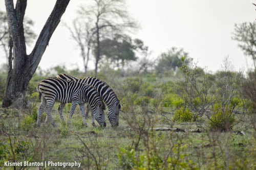 Nottens Bush Camp (13 of 150)