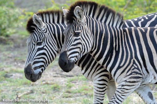 Nottens Bush Camp (20 of 150)