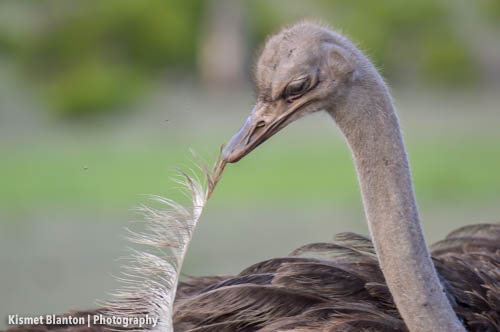 Nottens Bush Camp (26 of 150)