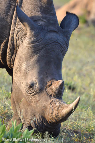 Nottens Bush Camp (29 of 150)