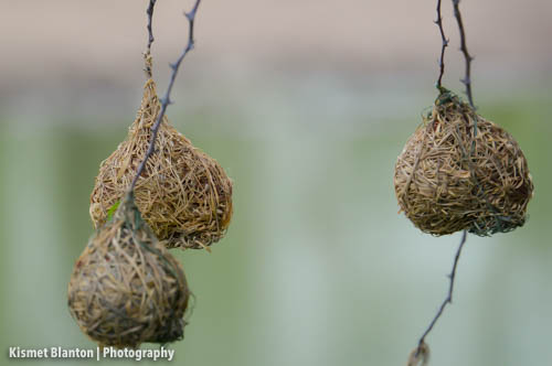 Nottens Bush Camp (3 of 150)