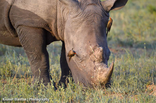 Nottens Bush Camp (30 of 150)