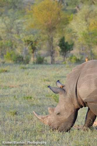 Nottens Bush Camp (32 of 150)