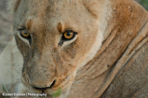 Nottens Bush Camp (35 of 150)