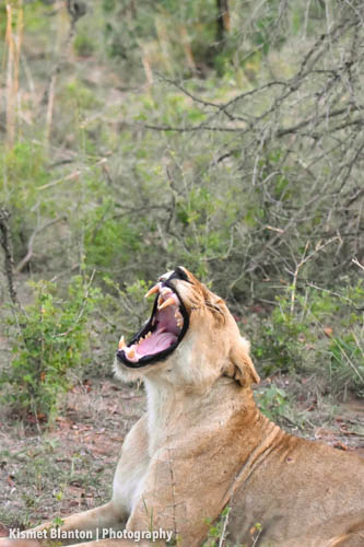 Nottens Bush Camp (44 of 150)