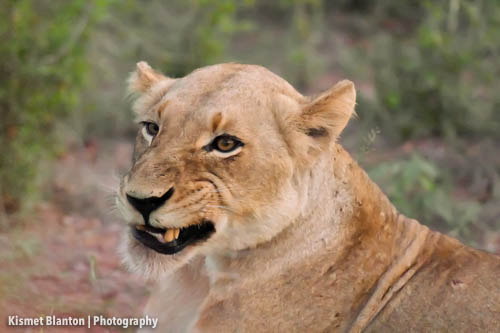 Nottens Bush Camp (45 of 150)