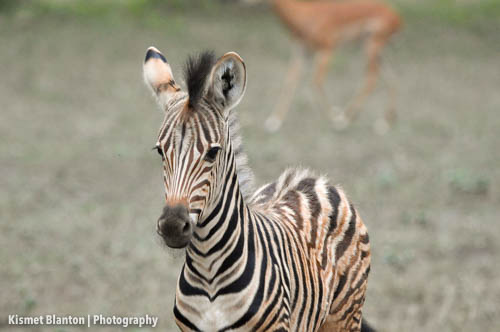 Nottens Bush Camp (49 of 150)