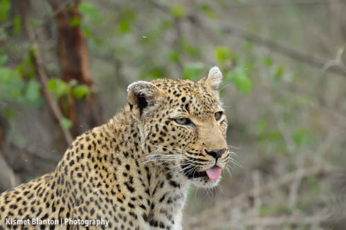 Nottens Bush Camp (52 of 150)