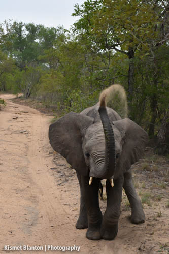 Nottens Bush Camp (57 of 150)
