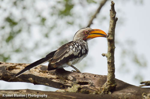 Nottens Bush Camp (6 of 150)