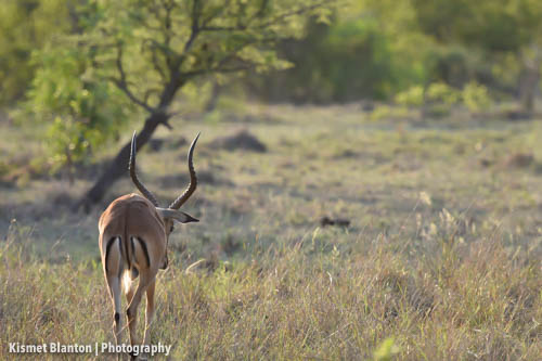Nottens Bush Camp (83 of 150)