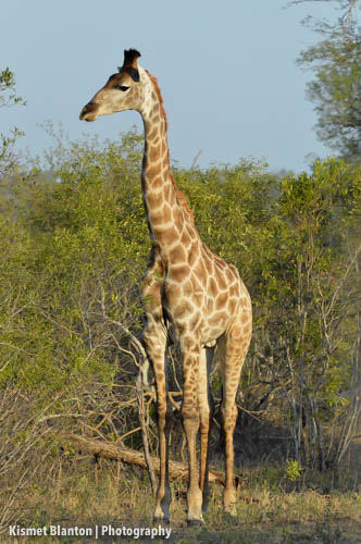 Nottens Bush Camp (95 of 150)