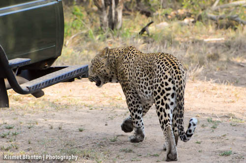 Nottens Bush Camp (96 of 150)